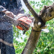 Tree removal services